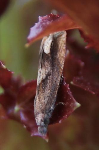 Réf. 289 804 : Eucosma conterminana