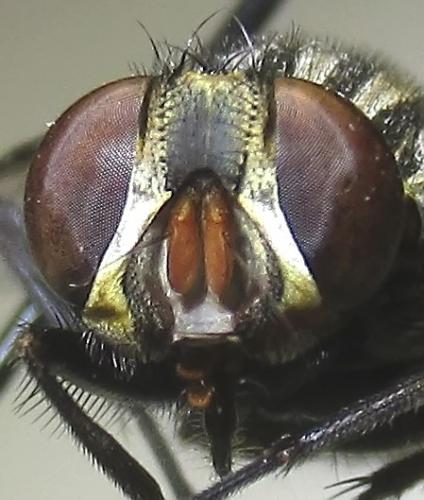 Synthesiomyia nudiseta
