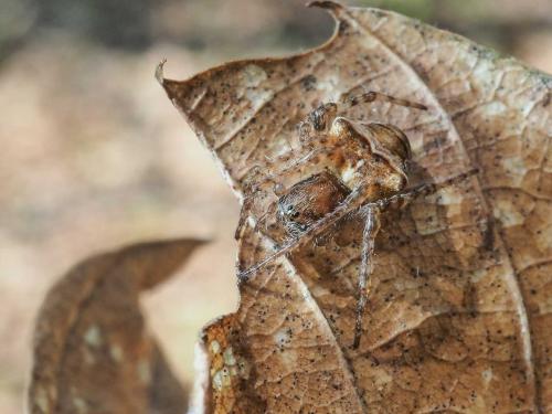 Réf. 289 645 : Gibbaranea bituberculata