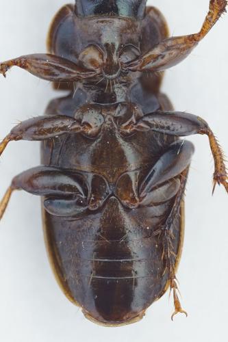 Réf. 289 909 : Harpalus distinguendus