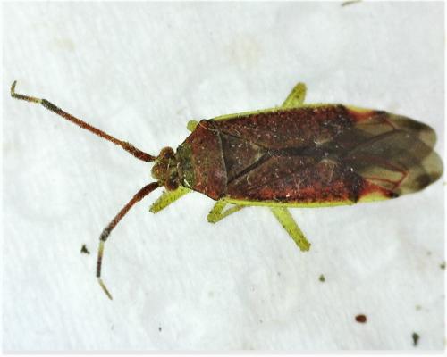 Pantilius tunicatus