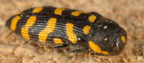 Réf. 289 310 : Acmaeodera quadrifasciata octodecimpunctata