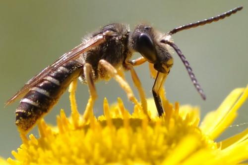 Réf. 289 487 : Halictus langobardicus