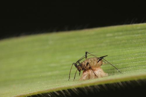 Praon sp.