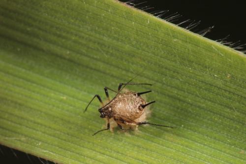Praon sp.