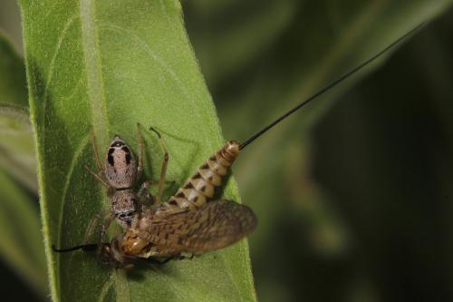 Réf. 289 616 : Ecdyonurus ruffii