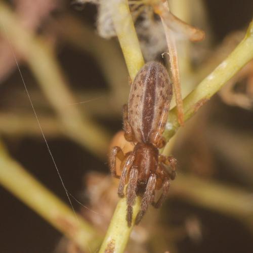 Réf. 289 213 : Segestria bavarica