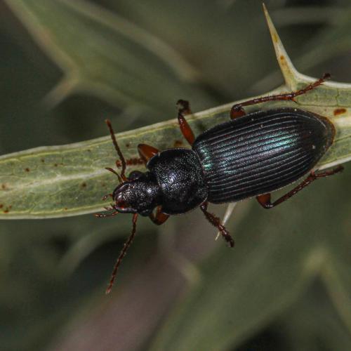 Ophonus sp.