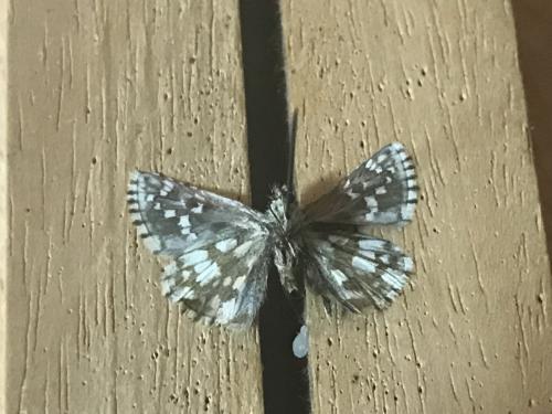 Réf. 289 890 : Pyrgus serratulae