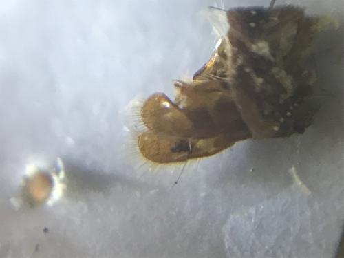 Réf. 289 893 : Pyrgus serratulae