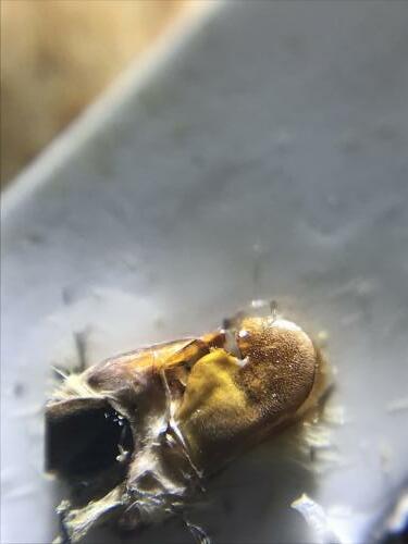 Réf. 289 905 : Pyrgus alveus