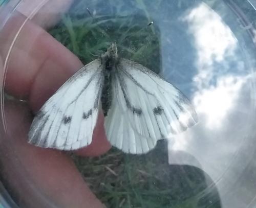 Réf. 289 474 : Pieris napi
