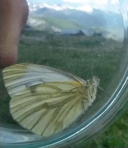 Réf. 289 475 : Pieris napi