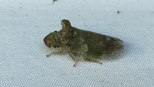 Ledra aurita
