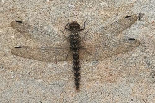 Bradinopyga strachani