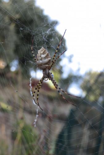 Réf. 289 235 : Argiope lobata