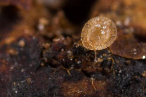 Uropoda sp.