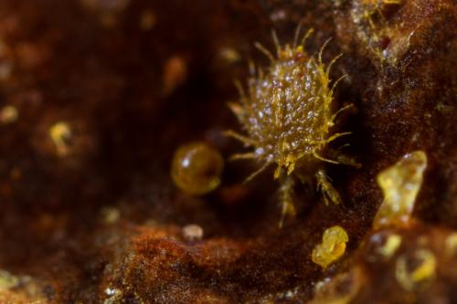 Réf. 289 344 : Cepheus sp.