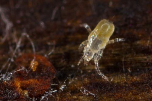 Réf. 289 504 : Poecilophysis pratensis