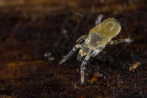 Poecilophysis pratensis