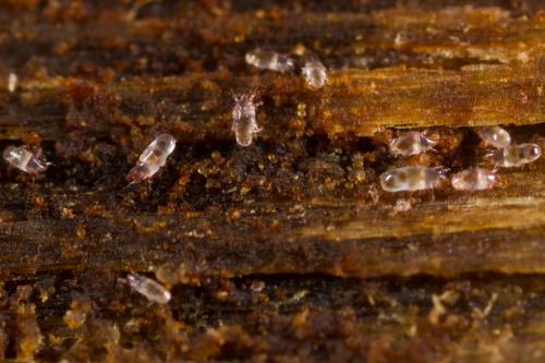 Histiogaster entomophagus