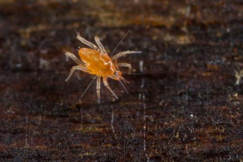 Réf. 289 752 : Cunaxa setirostris