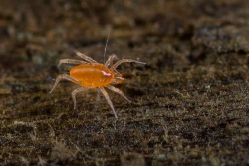 Réf. 289 753 : Cunaxa setirostris