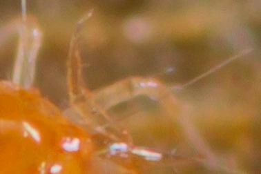 Cunaxa setirostris