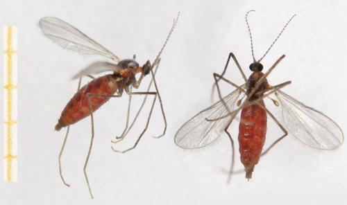 Rhopalomyia tanaceticola