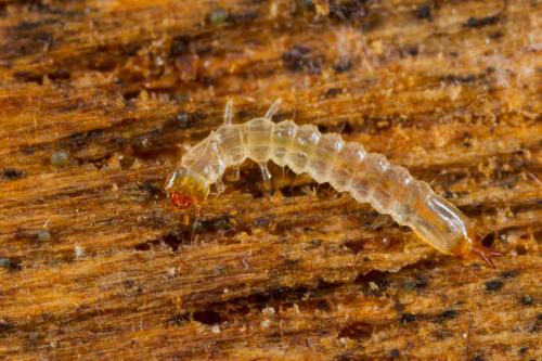 Pediacus sp.