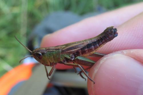 Réf. 289 125 : Pseudochorthippus parallelus parallelus