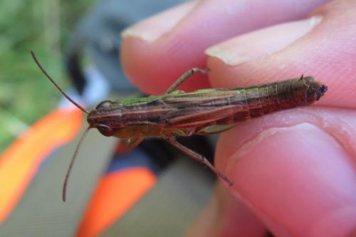 Réf. 289 126 : Pseudochorthippus parallelus parallelus