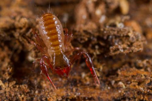 Chthonius ischnocheles