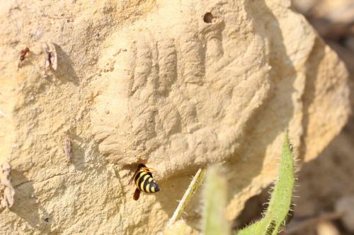 Réf. 289 032 : Celonites abbreviatus