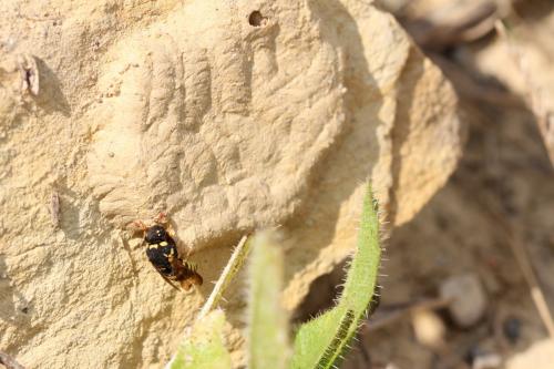 Réf. 289 031 : Celonites abbreviatus