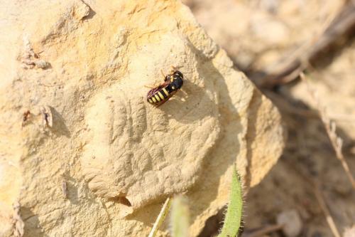 Réf. 289 033 : Celonites abbreviatus