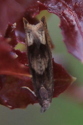 Réf. 289 803 : Eucosma conterminana