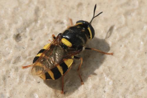 Stratiomys potamida