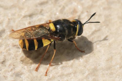 Stratiomys potamida