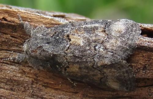 Bryophila vandalusiae