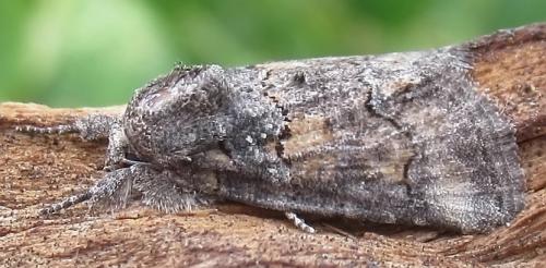 Réf. 289 916 : Bryophila vandalusiae