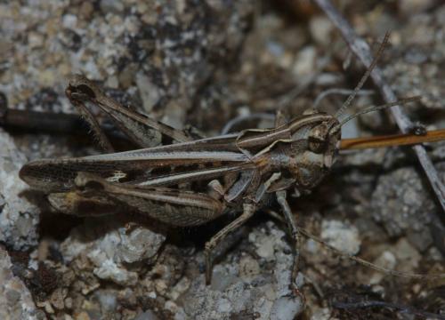 Réf. 289 302 : Omocestus raymondi raymondi