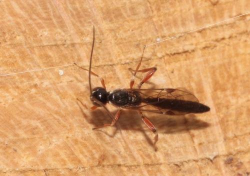 Réf. 289 389 : Xorides praecatorius