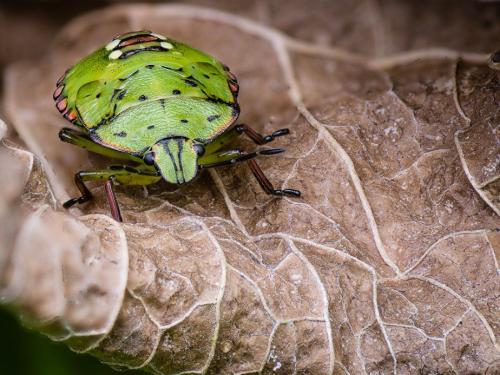 Nezara viridula