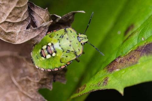 Réf. 289 903 : Nezara viridula