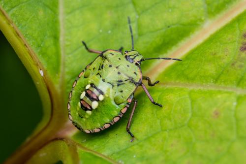 Réf. 289 902 : Nezara viridula