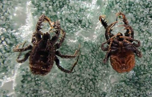 Caeculus echinipes