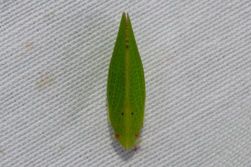Réf. 289 490 : Acanalonia conica