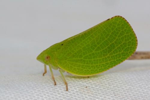 Réf. 289 489 : Acanalonia conica