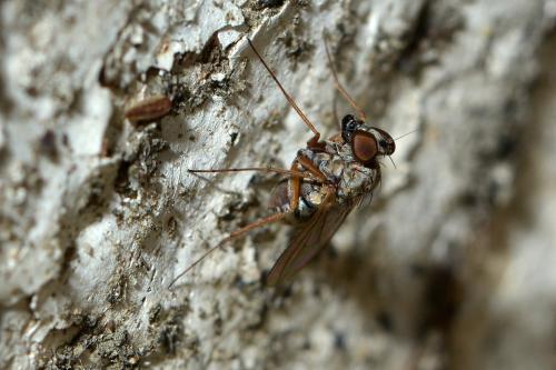 Réf. 289 917 : Medetera flavipes